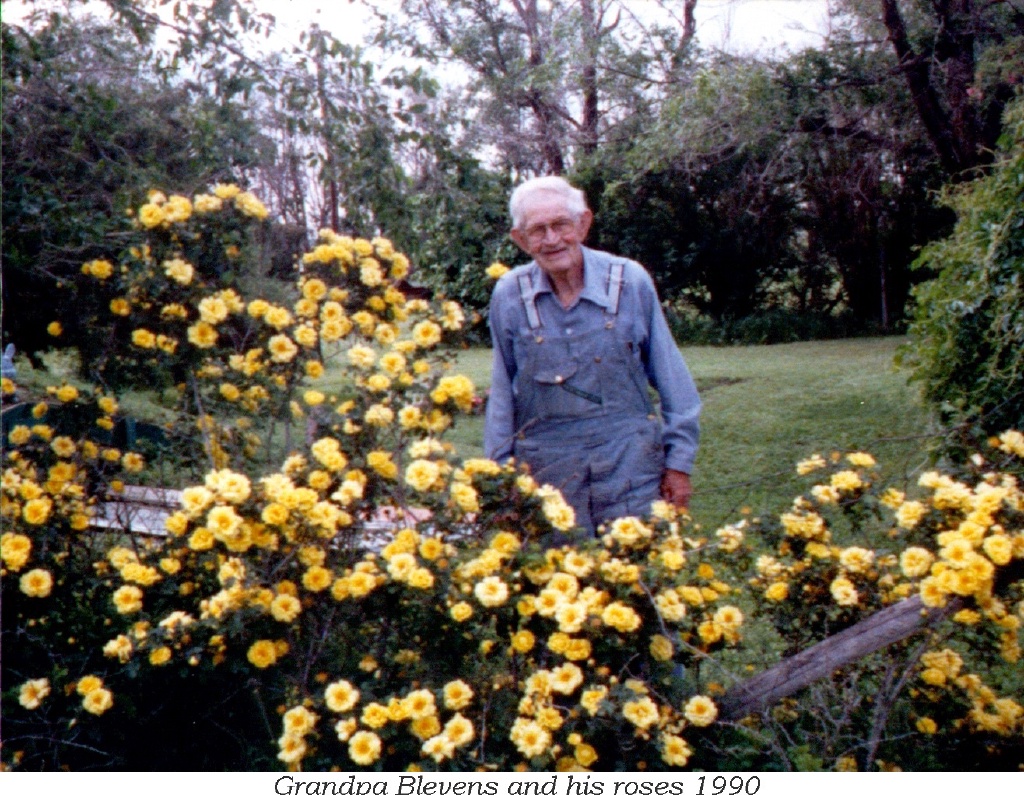Family-History/Dan's family Favorites/1024x768_1990-07-Gramp-Blevens-Roses.jpg